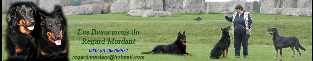 http://duregardmordant.chiens-de-france.com/site_eleveur/index.php?rub=chiens&page=males&TITRE=MALES&ID_ELEVEUR=18802&ID_SITE=20043
